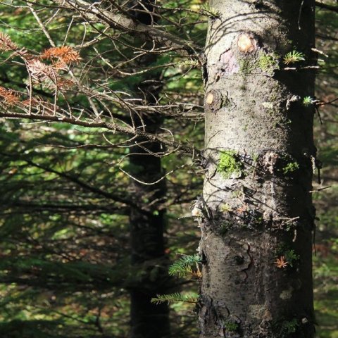 Stofn á um 40 ára gömlu sitkagreni. Ljósmynd: Pétur Halldórsson