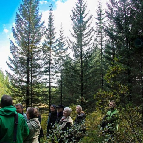 Skógarganga í sitkagreniskógi. Ljósmynd: Pétur Halldórsson