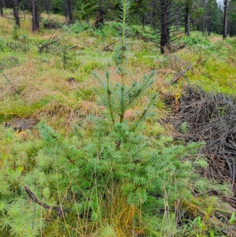 Annað degli gróðursett 2016. Ljósmynd: Valdimar Reynisson