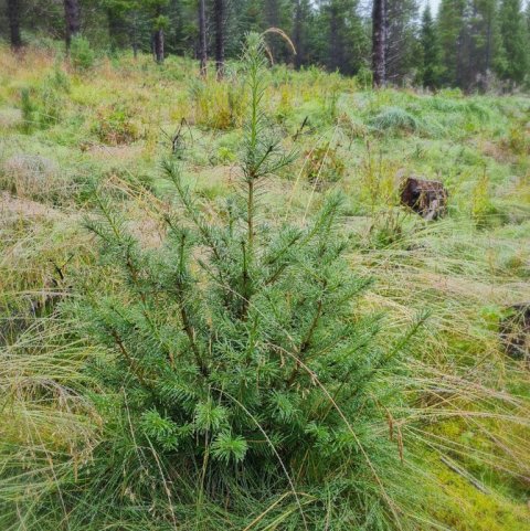 Degli gróðursett 2016. Ljósmynd: Valdimar Reynisson