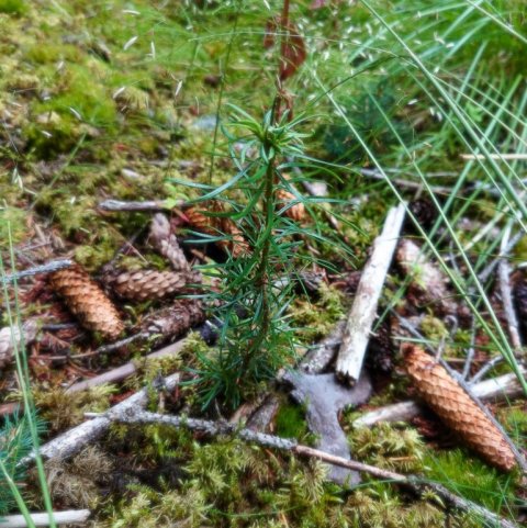 Einn af nýju einstaklingunum. Ljósmynd: Jón Auðunn Bogason