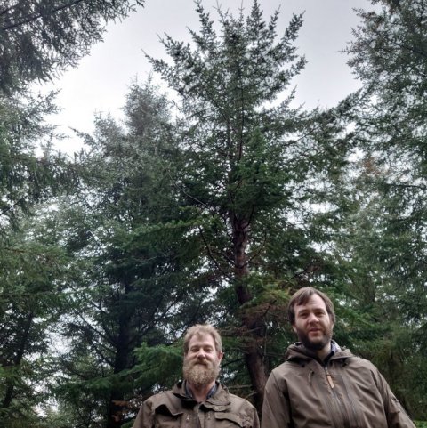 Jón Auðunn og Valdimar við mögulegt foreldri sjálfsáðu plantnanna. Ljósmynd: Jón Auðunn Bogason