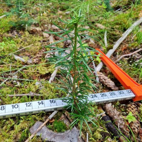 Sjálfsáð degli með viðmiði: Valdimar Reynisson