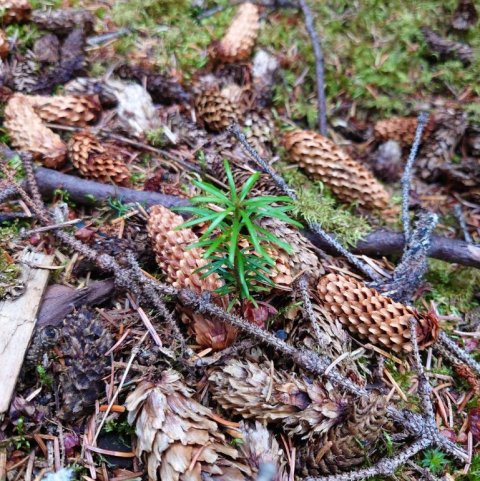 Sáðplanta af degli. Ljósmynd: Jón Auðunn Bogason