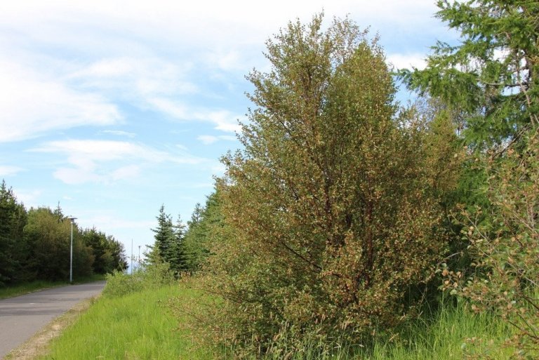 Þetta tré á Akureyri er brúnt að sjá vegna birkikembu.