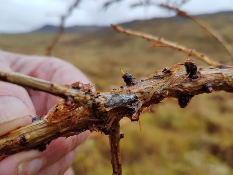 Barrvefarafiðrildi á lerkigrein.
