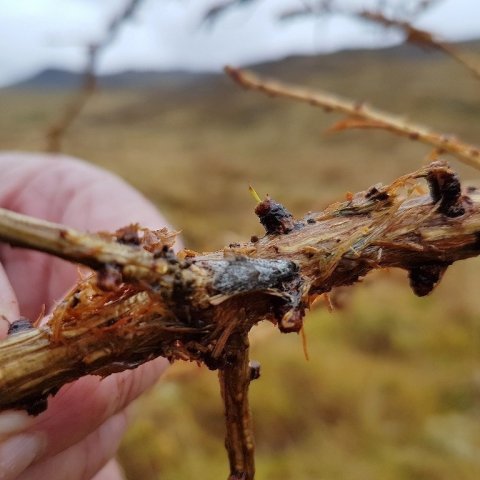 20170927_112049-(1024x768)