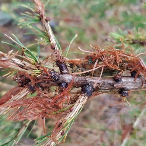 20170927_112252-minni