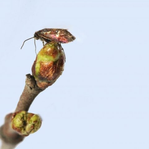 Fiðrildi birkikembu. Ljósmynd: Brynja Hrafnkelsdóttir