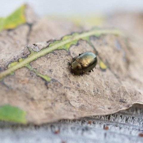 Fullordin-asparglytta-(2)