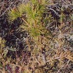 Lerkibarrfellisveppur