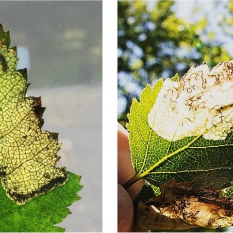 Lirfa-birkithelu-(til-vinstri)-og-birkikembu-(til-haegri)-i-laufbladi-birkis