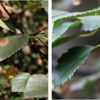 Skemmdir-a-birki-af-voldum-birkithelu-(til-vinstri)-og-birkikembu-(til-haegri)