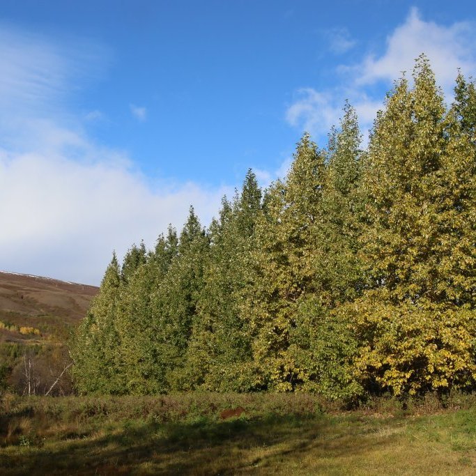 Myndarlegt belti af alaskaösp í Vaglaskógi sem veitir mikið skjól fyrir norðanáttinni. Ljósmynd: Pétur Halldórsson