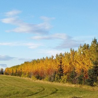 Myndarleg skjólbelti við tún á Suðurlandi. Ljósmynd: Hallur Björgvinsson