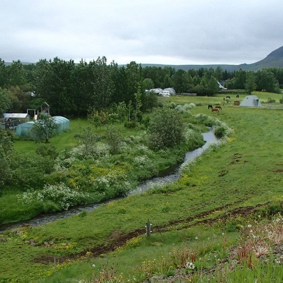 Skjólbelti í Mosfellssveit. Ljósmynd: Hallur Björgvinsson