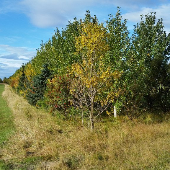 Skjólbelti á Hvolsvelli. Ljósmynd: Hallur Björgvinsson