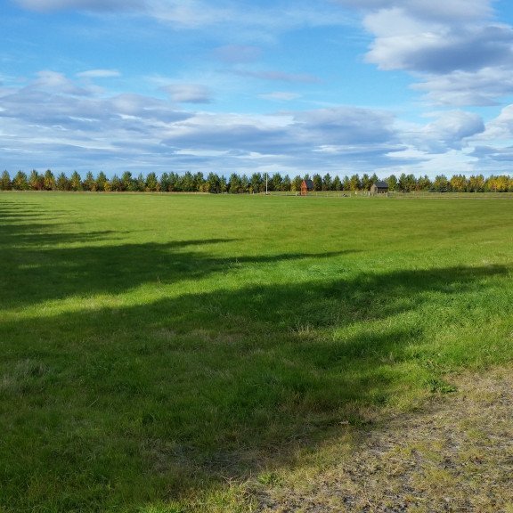 Skjólbelti á Hvolsvelli. Ljósmynd: Hallur Björgvinsson