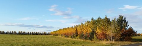 Myndarleg skjólbelti við tún á Suðurlandi. Ljósmynd: Hallur Björgvinsson