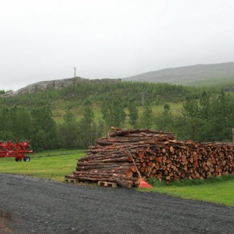 Skjólbelti og skógrækt í Hvammi Eyjafjarðarsveit. Ljósmynd: Pétur Halldórsson