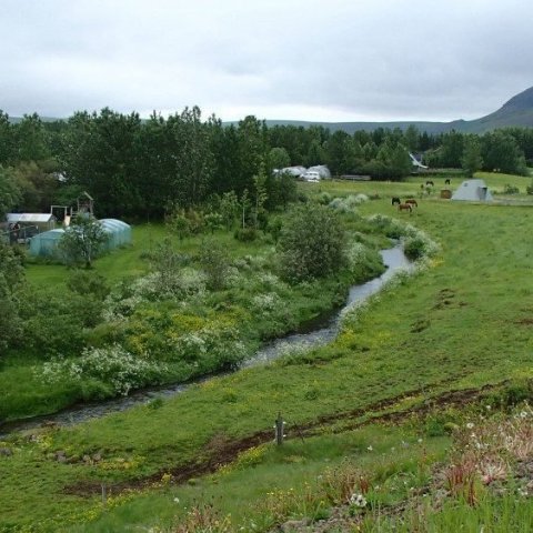 Skjólbelti í Mosfellssveit. Ljósmynd: Hallur Björgvinsson
