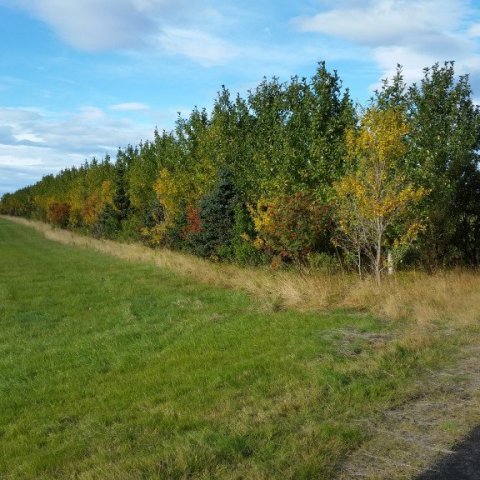 Skjólbelti á Hvolsvelli. Ljósmynd: Hallur Björgvinsson