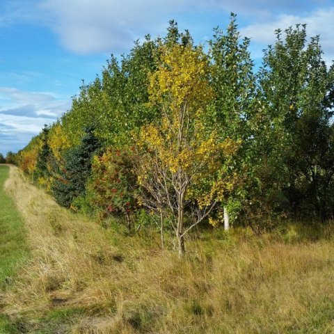 Skjólbelti á Hvolsvelli. Ljósmynd: Hallur Björgvinsson