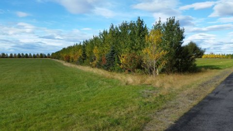 Skjólbelti á Hvolsvelli. Ljósmynd: Hallur Björgvinsson