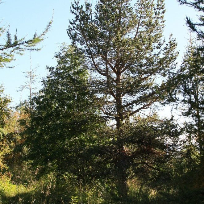 Skógarfura í Vaðlareit við Eyjafjörð. Mynd: Pétur Halldórsson