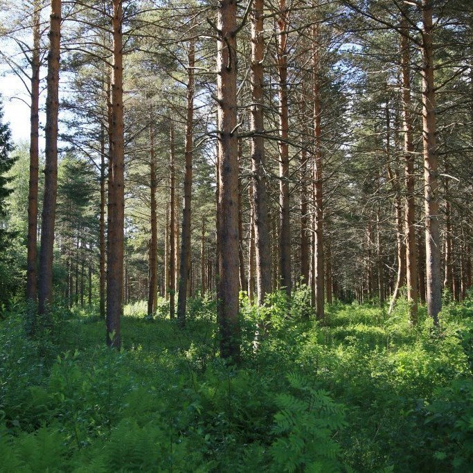 Finnskur skógarfuruskógur. Mynd: Pétur Halldórsson