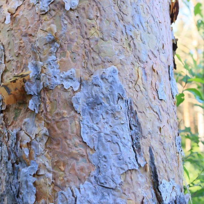 Frá Finnlandi. Mynd: Pétur Halldórsson