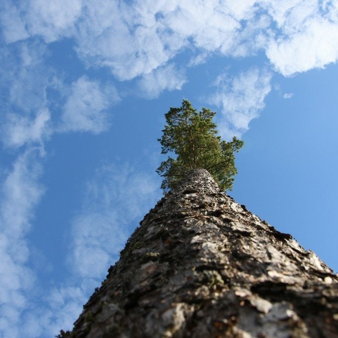 Skógarfura í finnskum skógi. Mynd: Pétur Halldórsson