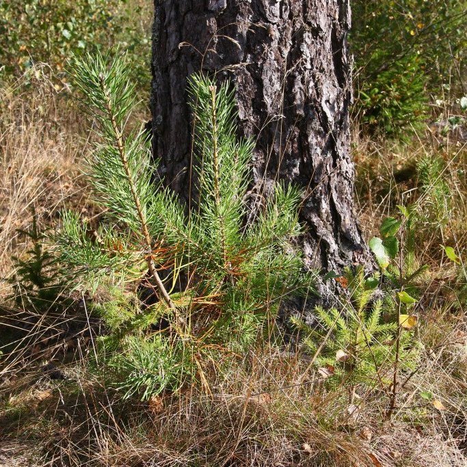 Ung skógarfura við rætur annarrar í finnskum skógi. Mynd: Pétur Halldórsson