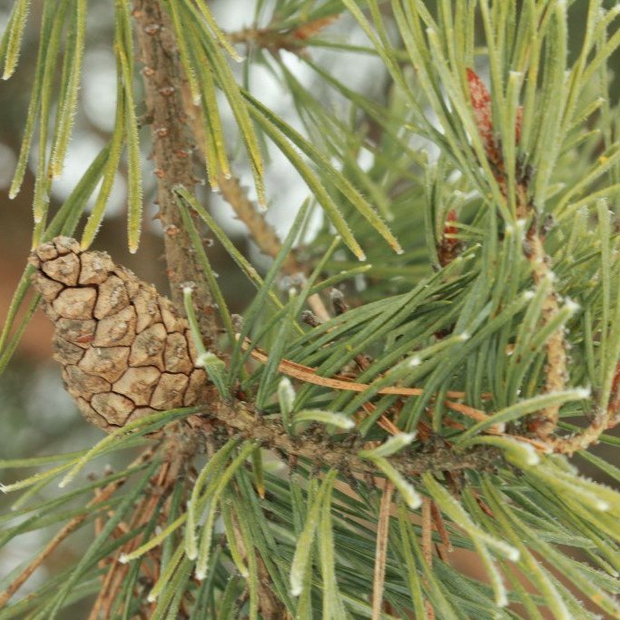 Köngull á skógarfuru sem ekki hefur opnast enn. Tekið í Noregi. Mynd: Pétur Halldórsson