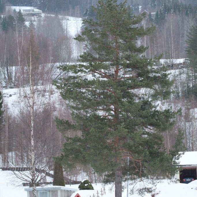 Myndarleg skógarfura í Prestfoss í Noregi. Mynd: Pétur Halldórsson