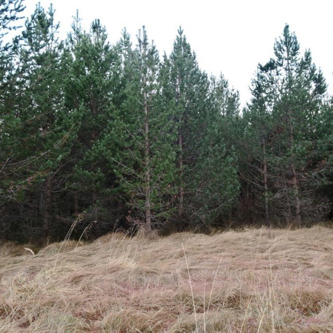 Í Freyshólamýri á Völlum Fljótsdal var gróðursettur sami efniviður 1986 og á Vöglum Þelamörk. Þar hafa trén líka þrifist vel og eru mörg mjög falleg. Ljósmynd tekin í nóvember 2018: Þór Þorfinnsson