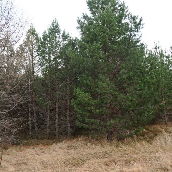 Í Freyshólamýri á Völlum Fljótsdal var gróðursettur sami efniviður 1986 og á Vöglum Þelamörk. Þar hafa trén líka þrifist vel og eru mörg mjög falleg. Ljósmynd tekin í nóvember 2018: Þór Þorfinnsson