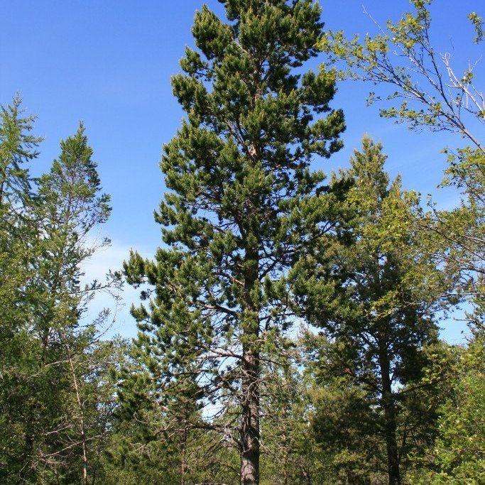 Skógarfura við Jökullæk í Hallormsstaðaskógi. Myndir: Þröstur Eysteinsson