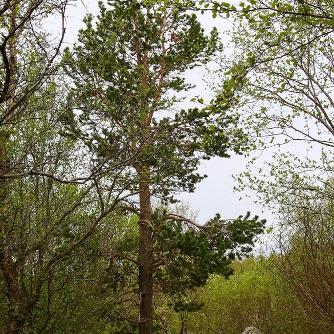 Skógarfura í Grundarreit í Eyjafirði, gróðursett um 1955. Ljósmynd: Pétur Halldórsson
