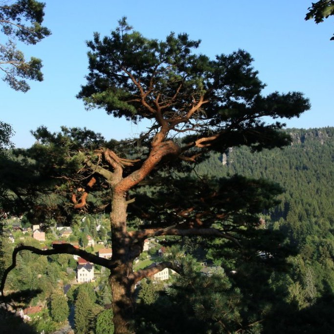 Skógarfura hefur mjög einkennandi börk og setur skemmtilegan svip á skóga. Þessi vex í brattri fjallshlíð við þorpið Oybin í Saxlandi suðaustast í Þýskalandi. Ljósmynd: Pétur Halldórsson