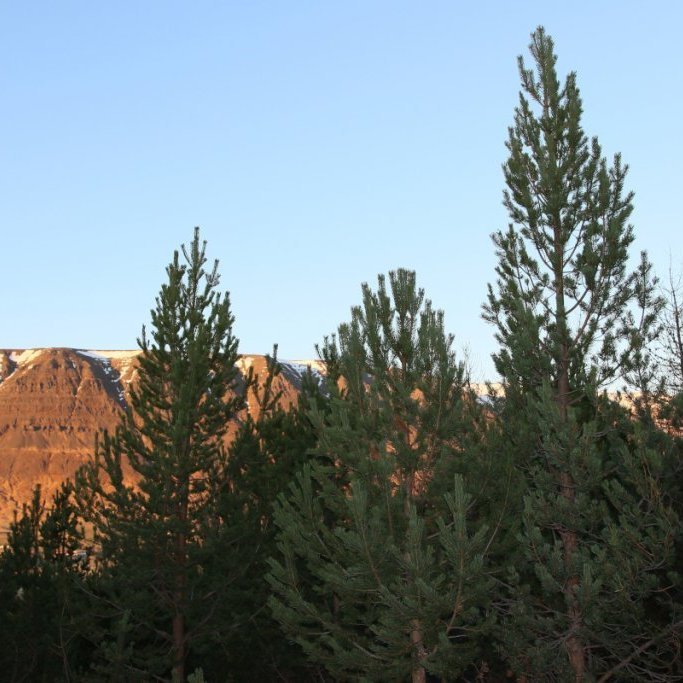 Skógarfura á Vöglum á Þelamörk. Ljósmynd: Pétur Halldórsson
