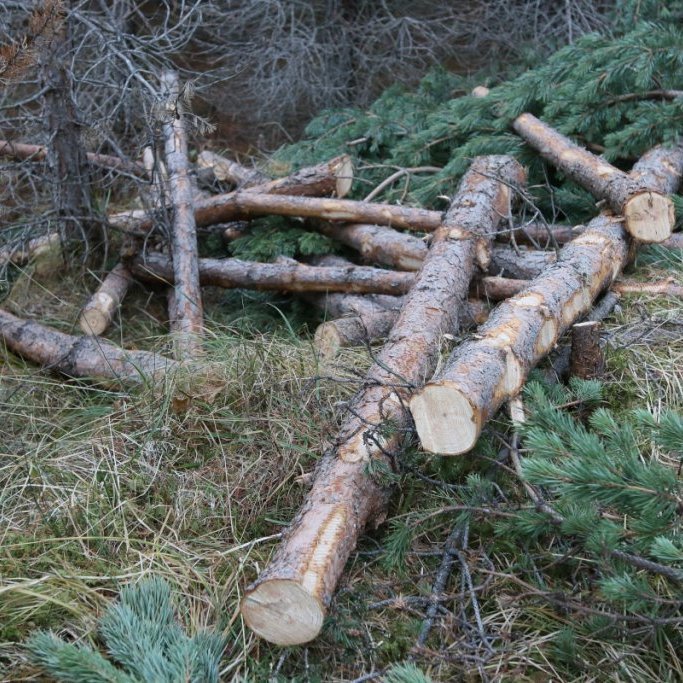 Við grisjun skógarfurureits á Vöglum Þelamörk í nóvember 2018 fékkst talsvert af þráðbeinu efni sem hentar í girðingastaura. Ljósmynd: Pétur Halldórsson