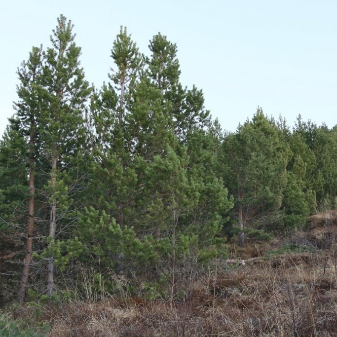 Jaðar skógarfurureits frá 1986 á Vöglum Þelamörk, tekið í nóvember 2018. Ljósmynd: Pétur Halldórsson