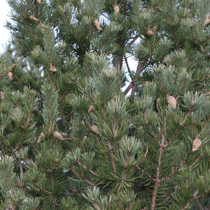 Í jaðri skógarfurureitsins frá 1986 á Vöglum Þelamörk þroskuðu fururnar ríkulega af könglum sumarið 2018 Lítið sést þó enn sem komið er af sjálfsánum skógarfurutrjám. Ljósmynd: Pétur Halldórsson
