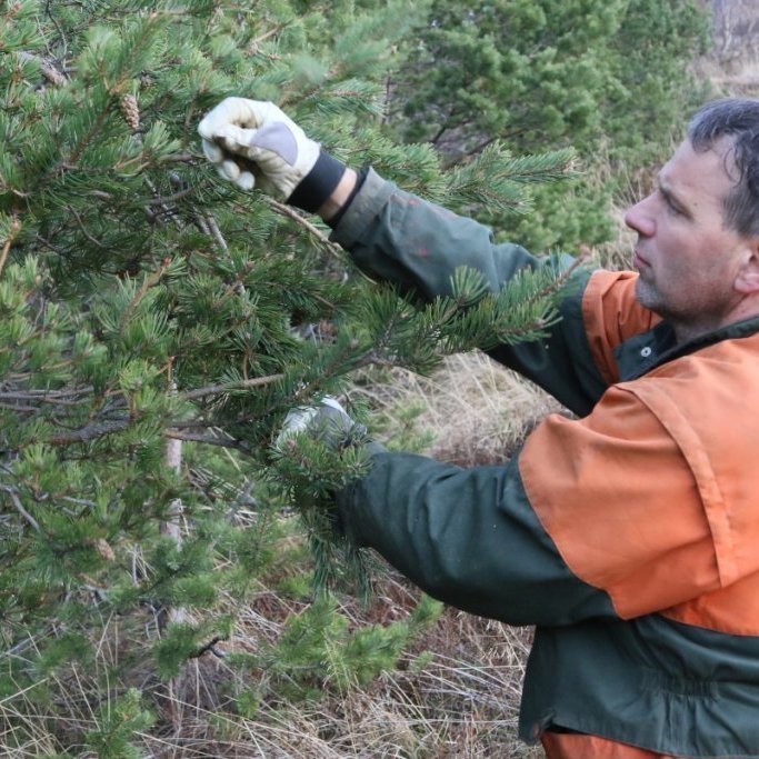 Brynjar tínir köngla af skógarfurunni á Vöglum Þelamörk í nóvember 2018. Ljósmynd: Pétur Halldórsson