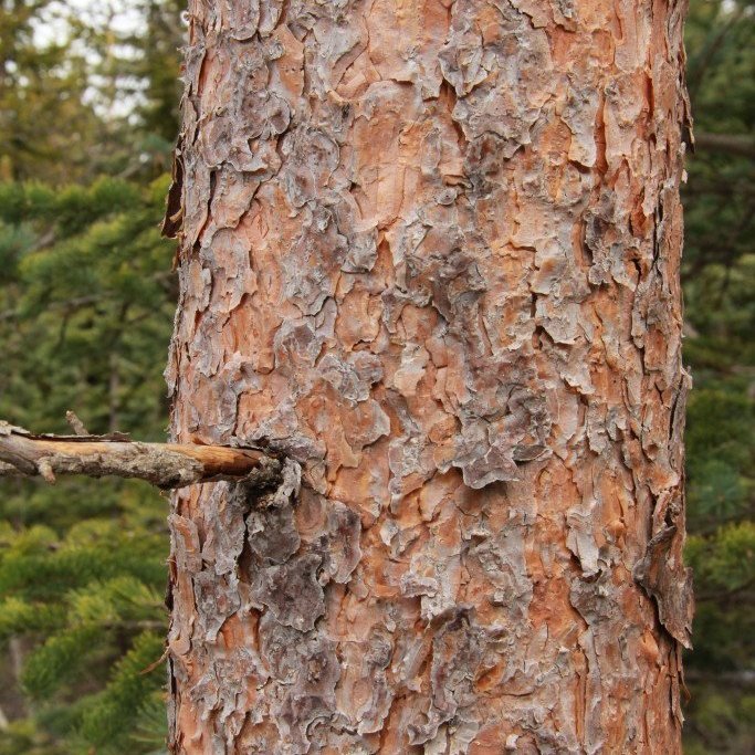 Börkur skógarfuru er mjög einkennandi fyrir tegundina. Tekið í Finnlandi. Mynd: Pétur Halldórsson