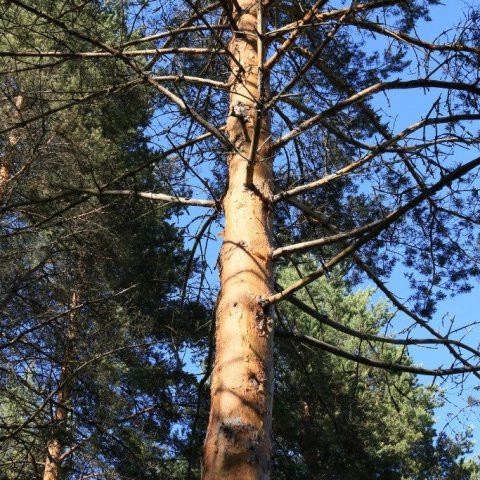 Frá Finnlandi. Mynd: Pétur Halldórsson