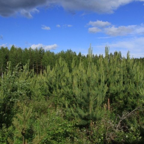 Endurræktaður skógur með skógarfuru í Finnlandi.