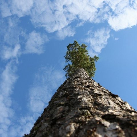 Skógarfura í finnskum skógi. Mynd: Pétur Halldórsson