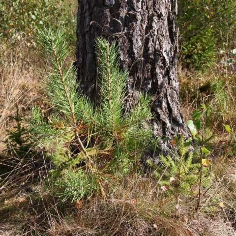 Ung skógarfura við rætur annarrar í finnskum skógi. Mynd: Pétur Halldórsson